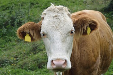 Kuh auf einer Alm, Matrei