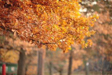 Beautiful autumn forest. Autumn. Colorful Autumn Leaves - green, yellow, orange, red.