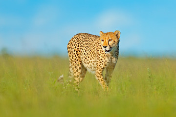 Cheetah, Acinonyx jubatus, walking wild cat. Fastest mammal on the land, Botswana, Africa. Cheetah in grass, blue sky with clouds. Spotted wild cat in nature habitat.