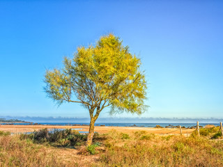 Tree on a sandy beach on a ocean shore.