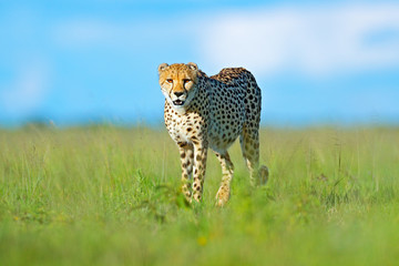 Cheetah, Acinonyx jubatus, walking wild cat. Fastest mammal on the land, Botswana, Africa. Cheetah...