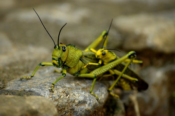Grasshopper