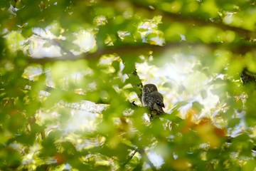 Naklejka premium Eurasian Pygmy Owl, sitting in green summer vegetation, hidden in the tree. Tinny bird in the nature habitat, Sumava National Park, Czech, Europe. Owl , face portrait in the sunny forest.