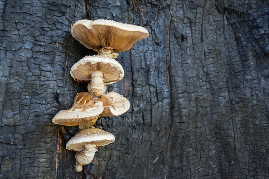 Neolentinus lepideus, edible mushrooms grow on burnt tree. Copy space for text.