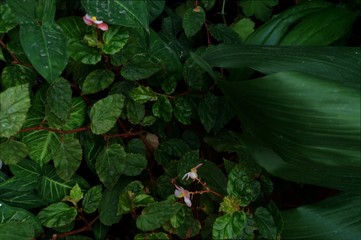 Hojas de plantas