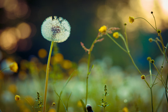 White dandelion blowing away flower closeup. Soft focus with bokeh, toning  Stock Photo | Adobe Stock