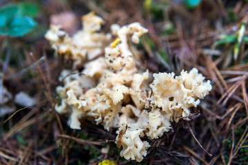 cauliflower mushroom (Sparassis crispa) close-up in the forest in the wild