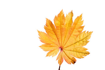 Yellow sheet of Japanese maple on a white background