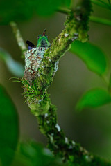 Hummingbird sitting on the eggs in the nest, Trinidad and Tobago. Copper-rumped Hummingbird, Amazilia tobaci, on the tree, wildlife scene from nature. Bird behaviour in the tropic forest.