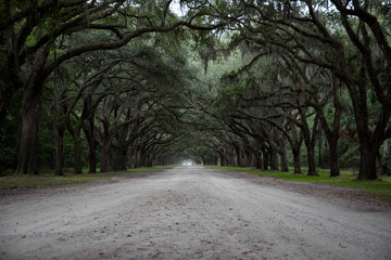 Wormsloe Historic Site, Savannah, Georgia