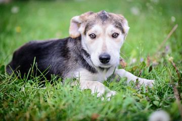 pet portrait puppy half-breed outdoor