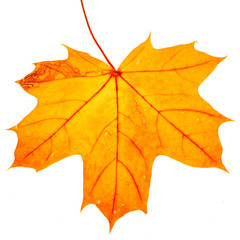 autumn maple leaf isolated on white background