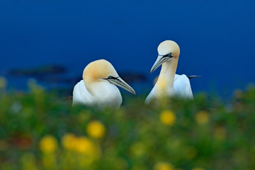 Portrait of pair of Northern Gannet, Sula bassana, with dark green foreground and dark blue sea in background.