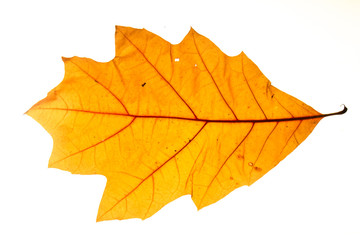 Yellow autumn leaf oak isolated on white background