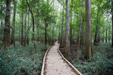 Fototapeta premium Congaree National Park, South Carolina, United States