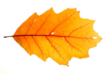 Yellow autumn leaf oak isolated on white background