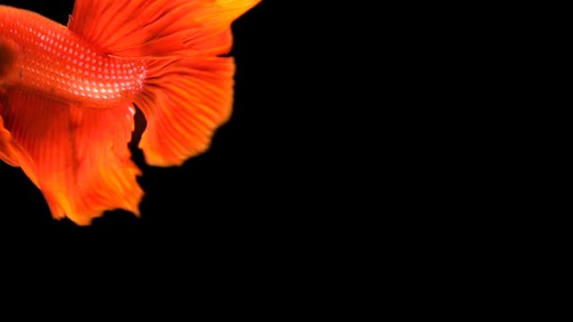 Slow motion video of Red Siamese fighting fish / betta fish swimming with aggressive action on black background