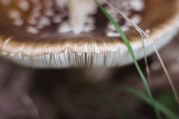 Brown mushroom in the forest close-up in autumn