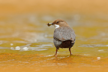 White-throated Dipper, Cinclus cinclus, brown bird with white throat in the river, waterfall in the background, animal behavior in the nature habitat, with food in the bill, nesting time, wildlife