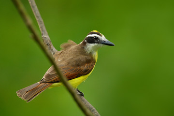 Fototapeta premium Great Kiskadee, Pitangus sulphuratus, brown and yellow tropical tanager with dark green forest in the background, detail portrait, Costa Rica. Wildlife scene from nature. Yellow bird from Costa Rica.