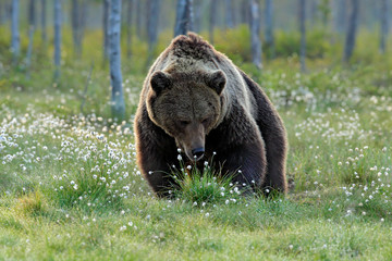 Fototapeta na wymiar Brown bear walking in forest, morning light. Dangerous animal in nature taiga and meadow habitat. Wildlife scene from Finland near Russian border. Cotton grass bloom around the lake, summer.