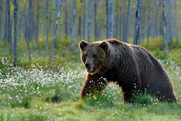 Naklejka na ściany i meble Brown bear walking in forest, morning light. Dangerous animal in nature taiga and meadow habitat. Wildlife scene from Finland near Russian border. Cotton grass bloom around the lake, summer.