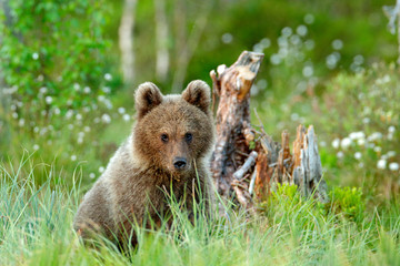 Fototapeta premium Lonely young cub bear in the pine forest. Bear pup without mother. Light animal in nature forest and meadow habitat. Wildlife scene from Finland near Russian border. Taiga during orange autumn.