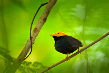 Golden-headed manakin, Ceratopipra erythrocephala, rare bizar bird, Trinidad and Tobago, Central America. Wildlife scene from nature. Birdwatching in Caribbean. Black bird with yellow head, nature.