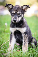 pet portrait puppy half-breed outdoor