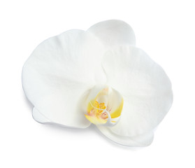 Fototapeta na wymiar Beautiful orchid flower on white background. Tropical plant
