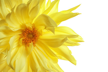 Obraz premium Beautiful yellow dahlia flower on white background, closeup