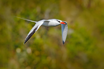 Red-billed Tropicbird, Phaethon aethereus, rare bird from the Caribbean. Flying Tropicbird with green forest in background. Wildlife scene from Little Tobago. White bird flight in the nature, Trinidad