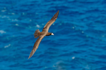 Flying sea bird, Brown Booby, Sula leucogaster, with dark blue sea water in background, Little...