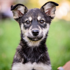 pet portrait puppy half-breed outdoor