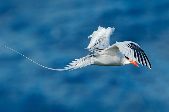 Red-billed Tropicbird, Phaethon aethereus, rare bird from the Caribbean. Flying Tropicbird with green forest in background. Wildlife scene from Little Tobago. White bird flight in the nature, Trinidad