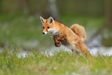 Red Fox jumping , Vulpes vulpes, wildlife scene from Europe. Orange fur coat animal in the nature...