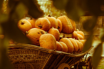 Pumpkins Halloween Food Culinary  © Adam