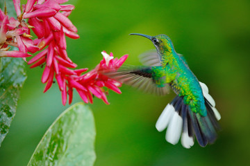 Hummingbird White-tailed Sabrewing flying next to beautiful Strelitzia red flower. Wildlife scene from tropical forest. Bird sucking nectar from bloom, animal behaviour, Trinidad and Tobago.