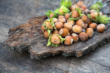 Just picked whole hazelnuts on a tree bark 