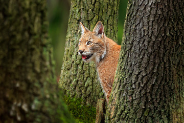 Lynx in the forest, between the tree trunk. Sitting Eurasian wild cat on green mossy stone, green in background. Wild cat in their nature habitat, Czech, Europe.