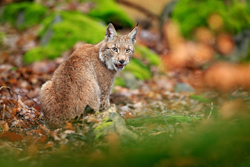 Naklejka na ściany i meble Eurasian lynx walking. Wild cat from Germany. Bobcat among the trees. Hunting carnivore in autumn grass. Lynx in green forest. Wildlife scene from nature, Czech, Europe.