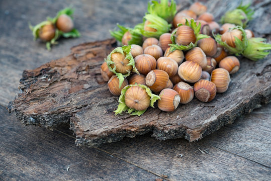 Freshly picked whole hazelnuts on a tree bark in a heap and two nuts background