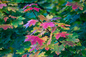 Yellow maple leaves in autumn park