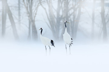 Red-crowned crane, Grus japonensis, walking in the snow, Hokkaido, Japan. Beautiful bird in the nature habitat. Wildlife scene from nature. Crane with snow in the cold forest. - obrazy, fototapety, plakaty