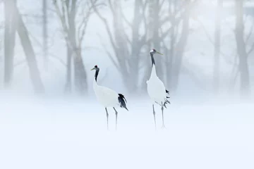 Fotobehang Kraanvogels Red-crowned crane, Grus japonensis, walking in the snow, Hokkaido, Japan. Beautiful bird in the nature habitat. Wildlife scene from nature. Crane with snow in the cold forest.  © ondrejprosicky