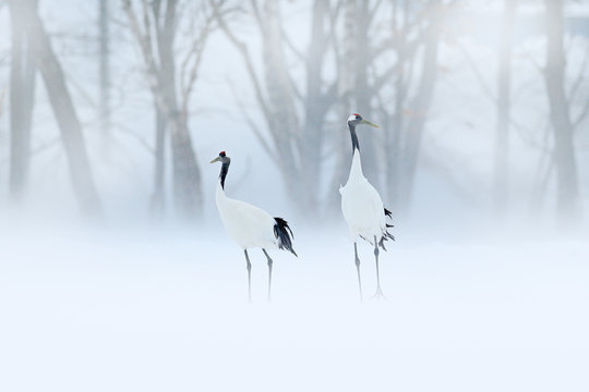 Red-crowned crane, Grus japonensis, walking in the snow, Hokkaido, Japan. Beautiful bird in the nature habitat. Wildlife scene from nature. Crane with snow in the cold forest.