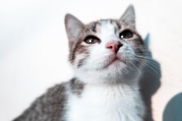 Cute kitten looks at the camera