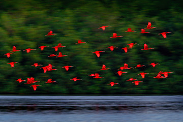 Scarlet Ibis, Eudocimus ruber, exotic red bird, nature habitat, bird colony flying on above the...