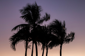 Purple orange sky palm sunset