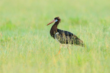 Abdim's white-bellied stork, Ciconia abdimii, walking in the grass, Okavango delta, Moremi, Botswana. River with bird in Africa. Stork in nature march habitat. Wildlife scene from Africa nature.